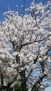 桜の開花と花祭りのご案内