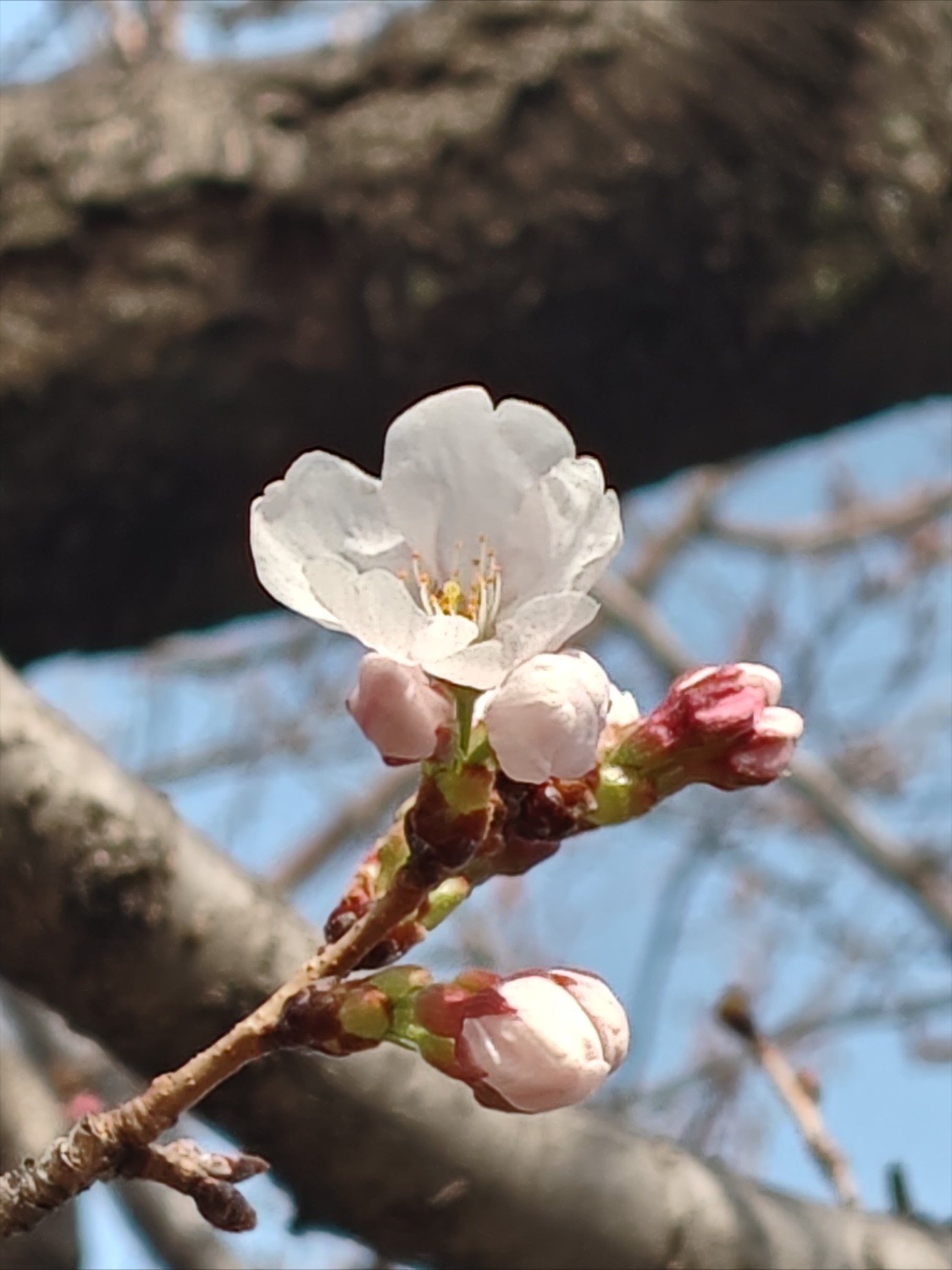 苑内の桜が咲き始めました